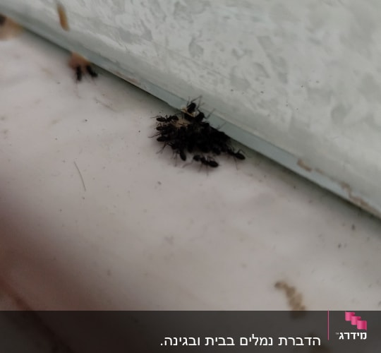 קבוצת נמלים על אדן חלון לבן